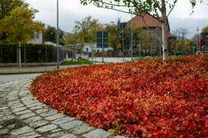 IMG_9743.jpg