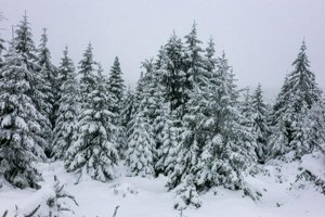 IMG_2596.jpg