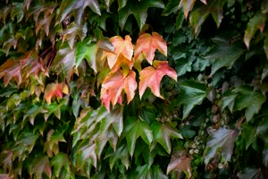 IMG_9811.jpg