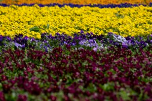 IMG_4439.jpg