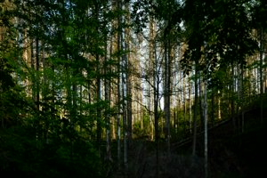 IMG_1164.jpg