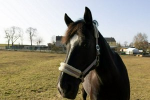 IMG_8565.jpg