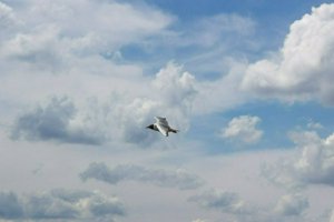 IMG_7652.jpg