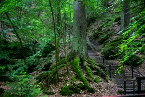 IMG_1783.jpg