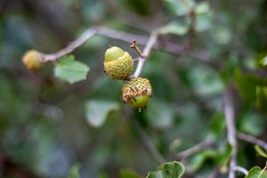 IMG_4683.jpg