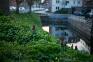 IMG_0371.jpg