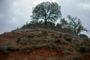 IMG_7329.jpg