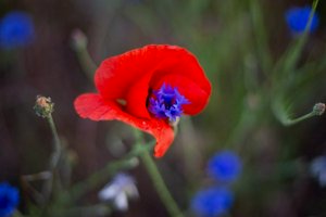 IMG_1936.jpg