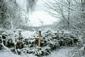 IMG_0217.jpg
