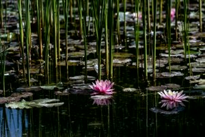IMG_4335.jpg