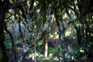 IMG_2777.jpg