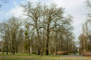 IMG_7247.jpg
