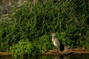 IMG_4711.jpg