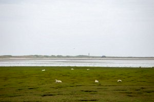 IMG_9861.jpg