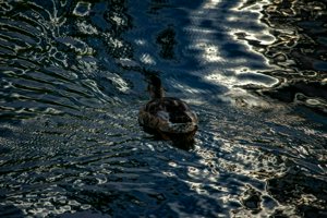 IMG_7707.jpg
