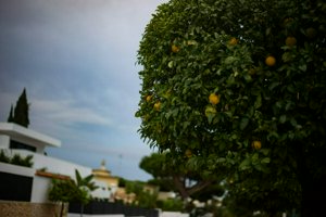 IMG_7975.jpg