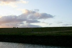 IMG_7036.jpg