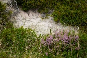 IMG_9860.jpg