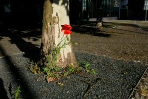 IMG_9259.jpg