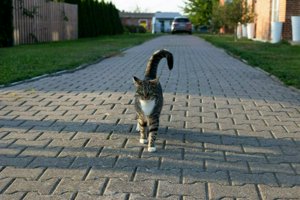 IMG_8887.jpg