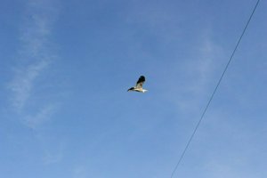 IMG_5706.jpg