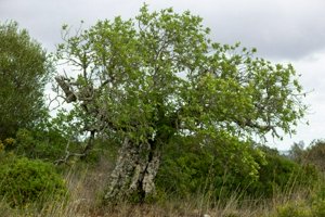 IMG_7258.jpg