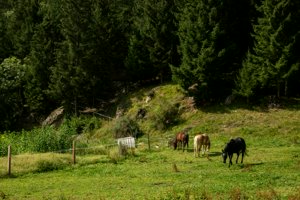 IMG_6003.jpg