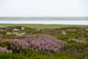 IMG_9850.jpg