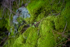 IMG_6481.jpg