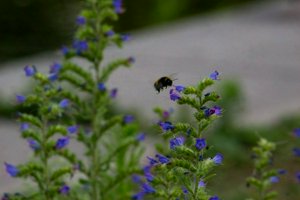 IMG_7730.jpg