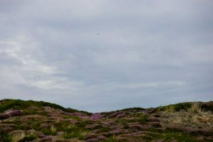 IMG_9863.jpg