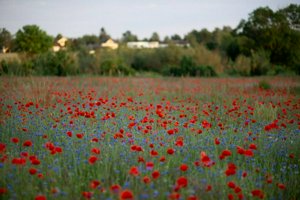 IMG_1816.jpg