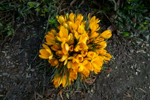 IMG_7443.jpg
