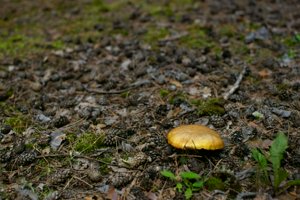 IMG_4426.jpg