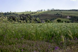 IMG_9958.jpg