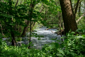 IMG_5929.jpg