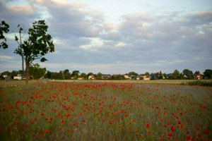IMG_1888.jpg