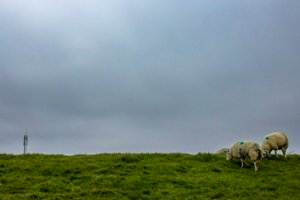 IMG_9576.jpg