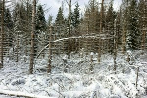 IMG_2531.jpg