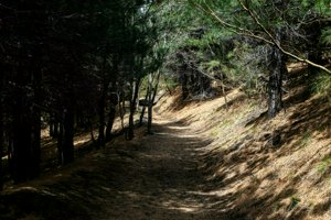 IMG_9319.jpg