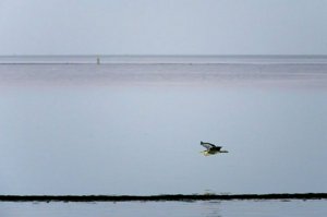 IMG_6532.jpg