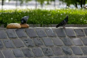 IMG_4481.jpg