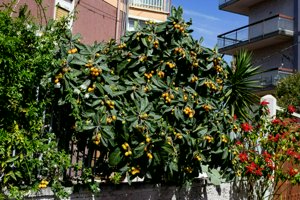 IMG_9660.jpg