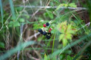 IMG_7398.jpg