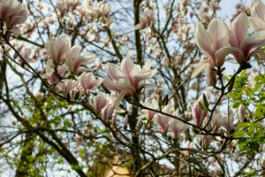 IMG_8084.jpg