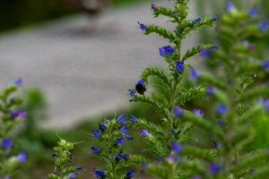 IMG_7732.jpg
