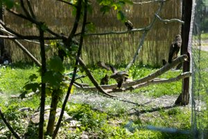 IMG_4237.jpg