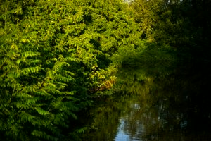 IMG_4770.jpg
