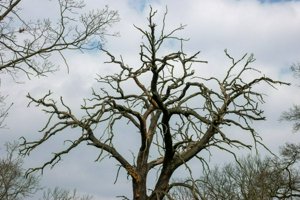 IMG_7225.jpg