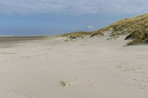 IMG_6007.jpg